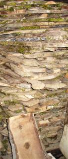 English Walnut 1-Inch