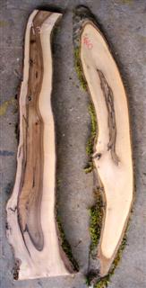 English Walnut