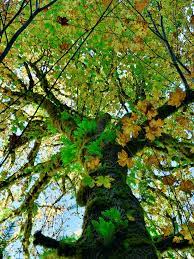 Maple Tree